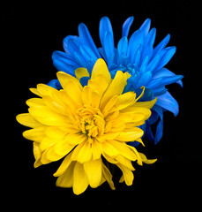 two chrysanthemum flowers as a symbol of Ukraine