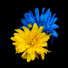 two chrysanthemum flowers as a symbol of Ukraine