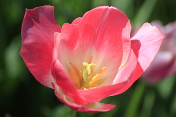 pink tulip in the garden