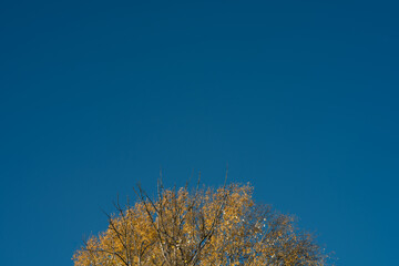 Fototapeta na wymiar Fragment jesiennego drzewa na tle błękitnego nieba.