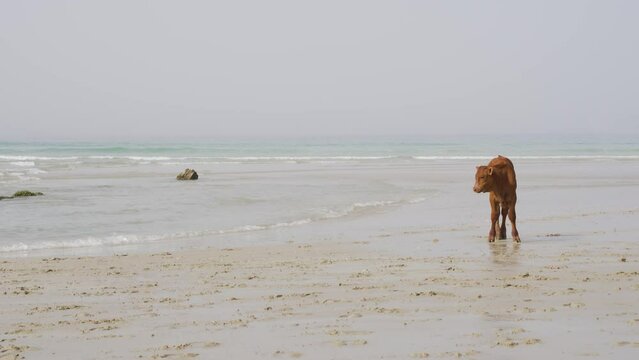 A Retinta breed brown cow calf, standing alone on the shore of the beach, looks at the camera and begins to walk until leaving the scene. Livestock concept