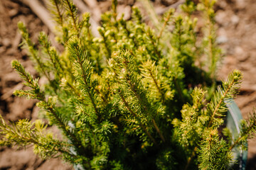 many spruce saplings stand in black buckets ready for planting 
