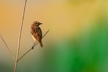 A female whinchat isolated on a branch. orange and green background. Female bird. Migratory birds. Saxicola rubetra.