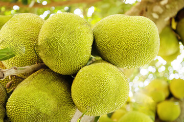 Jack fruits hanging in trees in a tropical fruit garden in Africa