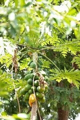 green Papaya fruit on papaya tree in Africa