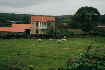 sheep on a farm in northern spain