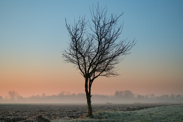 Samotne, małe drzewo na oszronionym, lekko zamglonym polu o świcie.