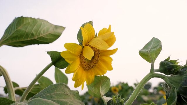 sunflower in spring time on windy day