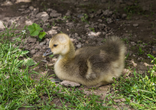 Small fluffy goose chick close-up.