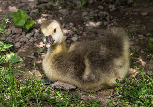 Small fluffy goose chick close-up.
