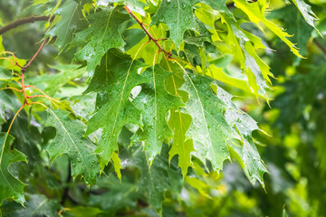 Branches of the northern red oak with green serrated leaves covered with water drops during a rain,...