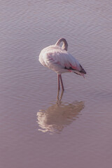 Vertical photo of a young flamingo reflecting in the shallows of a lake with its head in its feathers and against a pink background