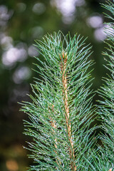 Fototapeta premium Background of green pine branches with water drops after rain