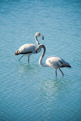 Two young flamingos walking, one in front of the other, in shallow water with daylight and blue background