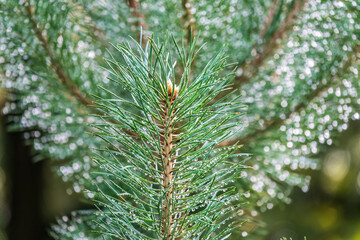 Background of green pine branches with water drops after rain