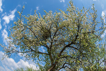 Obraz premium Blossoming apple tree against the blue sky.
