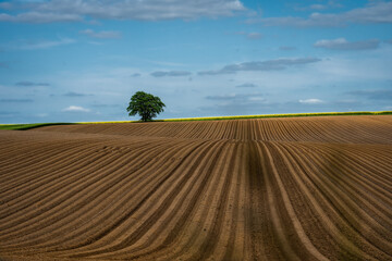 Fields freshly cultivated, a lonely tree on the horizon