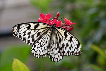 Tree Nymph butterfly