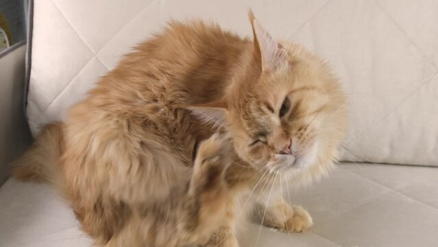 a beautiful red haired Maine Coon cat is sitting on the sofa and scratching his paw behind his ear, pet care problems, fleas.
