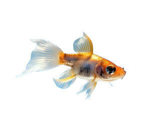 guppy isolated from background, generated ai.