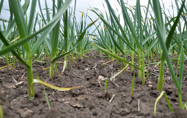 Garlic grows in the open ground