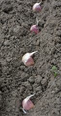A clove of garlic seeds lies in a row in the soil