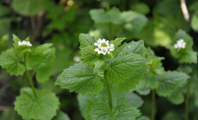 Horse garlic (Alliaria petiolata) grows in the wild