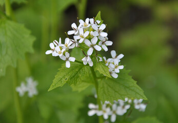 Horse garlic (Alliaria petiolata) grows in the wild