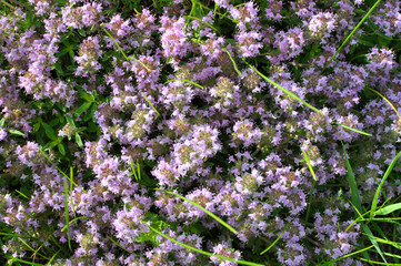 Thyme (Thymus serpyllum) blooms in nature