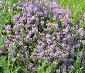 Thyme (Thymus serpyllum) blooms in nature