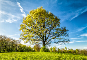 Fototapeta na wymiar Drzewo, stary dąb, na zielonym pagórku na tle błękitnego nieba