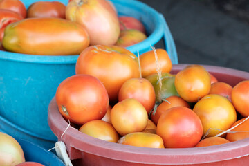 The concept of harvesting, harvesting a summer resident. Ripe juicy tomatoes in a bucket.