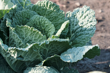 cabbage growing in a garden