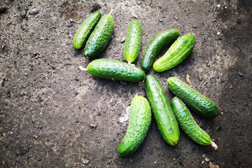 Fresh cucumbers in the garden. The concept of greenhouse crops, care. Vegetables without nitrates, natural cultivation.