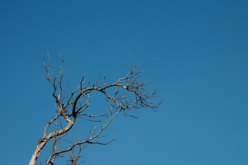 Uschnięte drzewo na tle błękitnego nieba. - obrazy, fototapety, plakaty