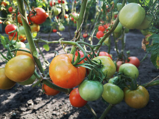 Growing tomatoes. Natural gardening without nitrates and chemicals. Ripe red green tomatoes on the bushes in the garden.