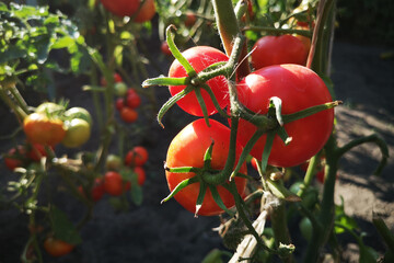 Ripe red and green tomatoes in the garden. The concept of a garden, vegetable garden. Cultivation and care. Ecological gardening.