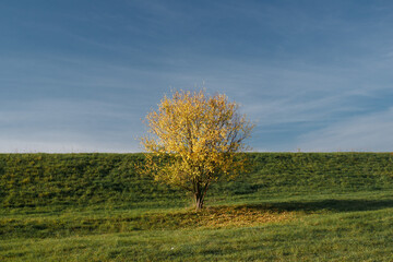 Samotne jesienne drzewo z żółtymi liśćmi na tle zielonej łąki.