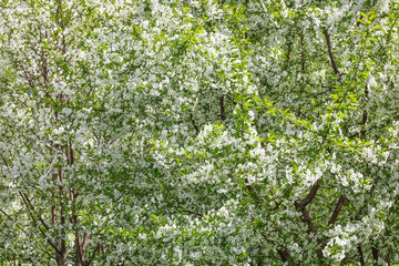 Fototapeta na wymiar Background from white apple flowers. Apple trees in bloom.