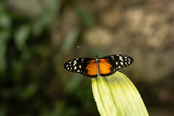 Kopenhagen Botanischer Garten 2022