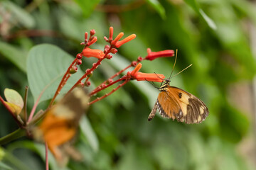 Kopenhagen Botanischer Garten 2022