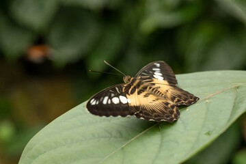 Kopenhagen Botanischer Garten 2022