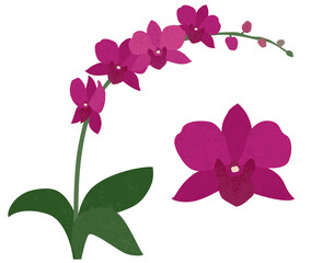 Isolated orchid plant and open bloom, in a cut paper style with textures
