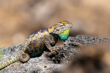 An adult male desert spiny lizard, Sceloporus magister, displaying breeding colors. A brightly colored lizard with brown, blue and yellow markings posing on a prickly pear cacti. Sonoran Desert, USA.