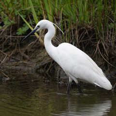 Egretta garzetta - Little Egret - Aigrette garzette
