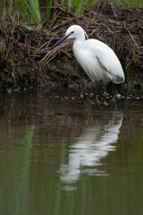 Egretta garzetta - Little Egret - Aigrette garzette