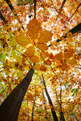 Żółte, jesienne liście na drzewie widziane z żabiej perspektywy. - obrazy, fototapety, plakaty