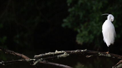 Egretta garzetta - Little Egret - Aigrette garzette
