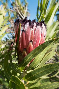 Protea neriifolia - october