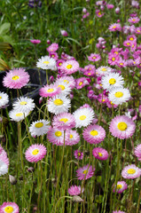 Rhodanthe manglesii 'Timeless Rose' - june